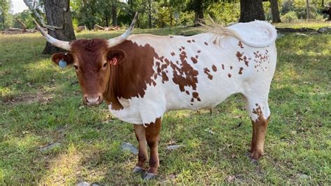 Disappearing Legacies: Endangered Livestock Breeds of the SE