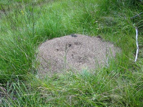 A Comprehensive Guide About How To Get Rid Of Ant Hills?