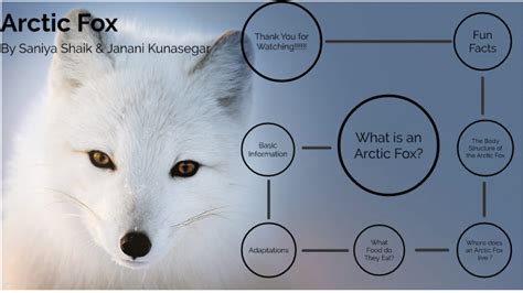 Arctic Fox Adaptations