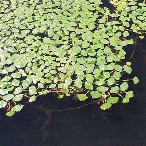 NY Sea Grant | NYSG: AIS - Aquatic Invasive Plants: Educational Materials