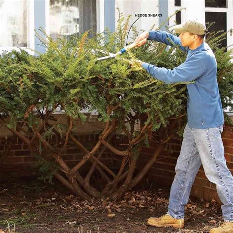 Bush Pruning Tips for Healthier Bushes | The Family Handyman