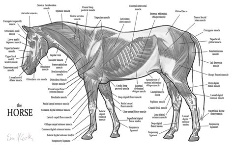 Horse Skeletal Diagram