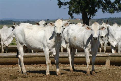 Cow and ox stock photo. Image of fresh, agriculture, bovine - 25001104