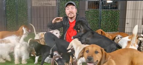 MrBeast Partners With Dog Rescue To Find 100 Dogs Forever Homes