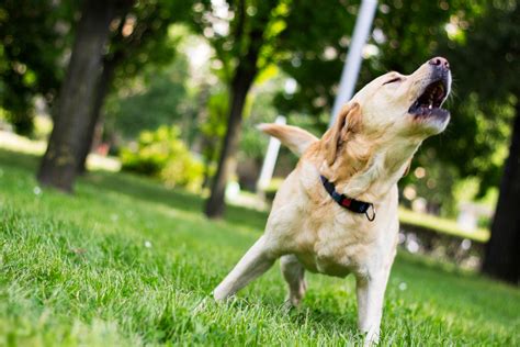 Why Is My Dog Barking at Nothing? Causes and Treatments for Your Noisy Pooch - Newsweek