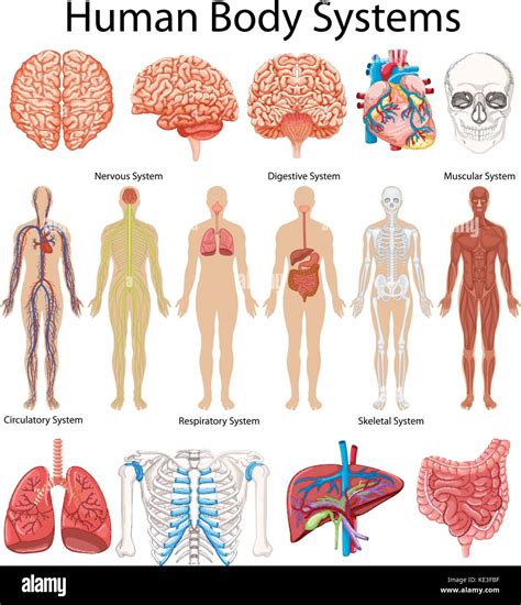 Diagram showing human body systems illustration Stock Vector Image ...