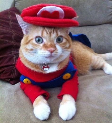 30 Cat Costumes That Are Too Cute | Costume Wall