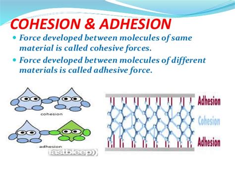 akshay: Cohesion and Adhesion of Water