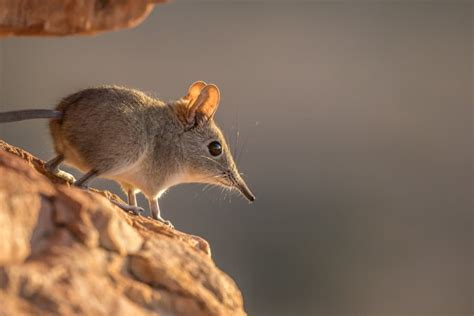 Elephant Shrew: Facts About the Adorable African Sengi