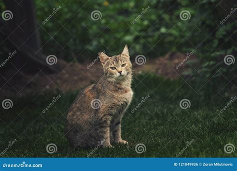 Cat with a serious face stock photo. Image of fluffy - 121049936