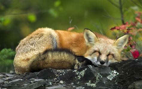 Sleeping Red Fox Wallpapers | HD Wallpapers | ID #7291