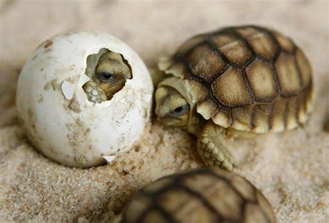 Baby turtles hatching : aww