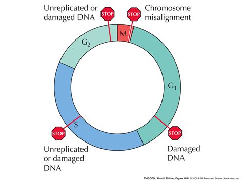 Glossomics: Cell cycle checkpoints