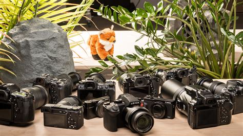 8 Best Mirrorless Camera for Wildlife [2022] - Renee Robyn