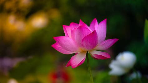 Selective photography of pink Lotus flower HD wallpaper | Wallpaper Flare