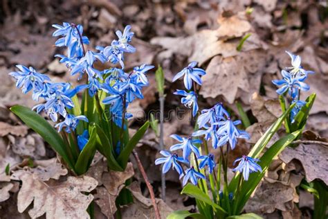 Blue Snowdrop Blossom Flowers in Early Spring in the Forest Stock Photo ...