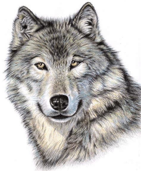 Free Wolves Drawings, Download Free Wolves Drawings png images, Free ClipArts on Clipart Library