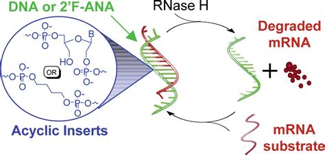 Figure From RNase H Activity: Structure, Specificity, And, 52% OFF