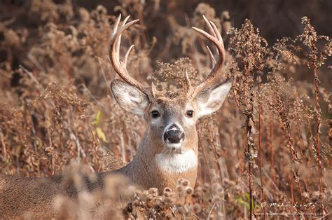 White-tailed Deer – Mike Lentz Nature Photography