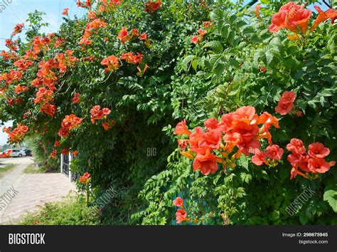 Trumpet Vine Flowers Image & Photo (Free Trial) | Bigstock