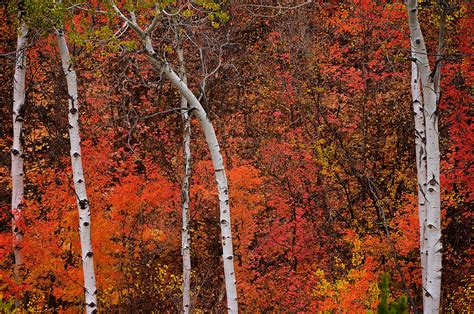 White Aspen Fall Colors Photograph by Ed Broberg - Fine Art America