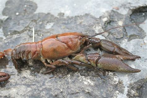 White-clawed crayfish: Plans to ensure its survival - Practical Fishkeeping