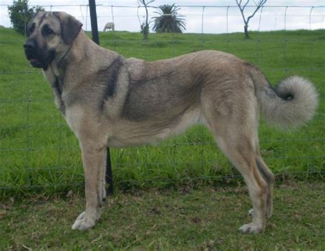 Anatolian Shepherd Dog Info, History, Temperament, Training, Puppy, Pictures