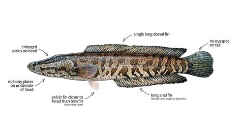 Northern Snakehead – Profile and Resources | Invasive Species Centre