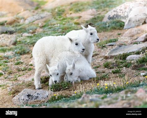 Baby Mountain Goat Climbing