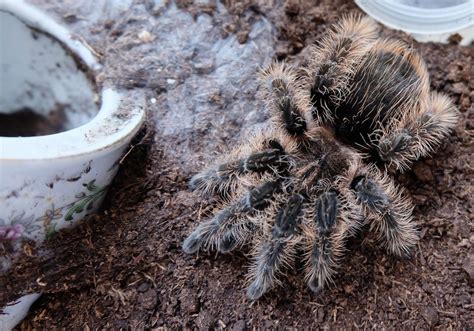 Tarantula Molting Or Dead? | Keeping Exotic Pets