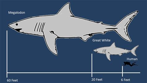 Prehistoric Shark Megalodon Skeleton | www.pixshark.com - Images Galleries With A Bite!