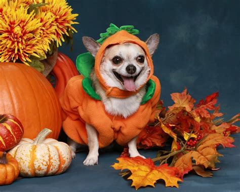 The Cutest Halloween Costumes for Pets