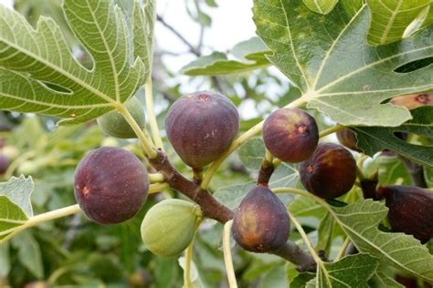 Fig Tree Not Producing Fruit | ThriftyFun