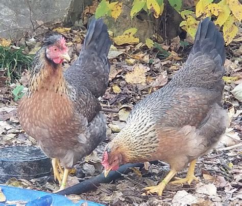 Olive Egger Chickens - Chicks for Sale | Cackle Hatchery