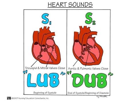 Mnemonic For Heart Valves Auscultation - slidesharetrick