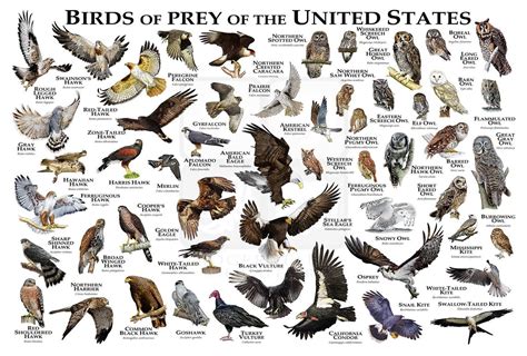 Birds of Prey of the United States Poster/Field Guide | Etsy Birds Of Prey, National Geographic ...