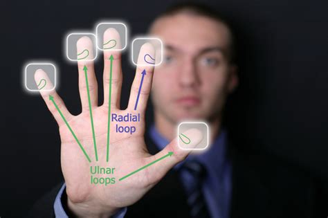 10 Facts about Radial Loop Fingerprints! | Radial loops, ulnar loops