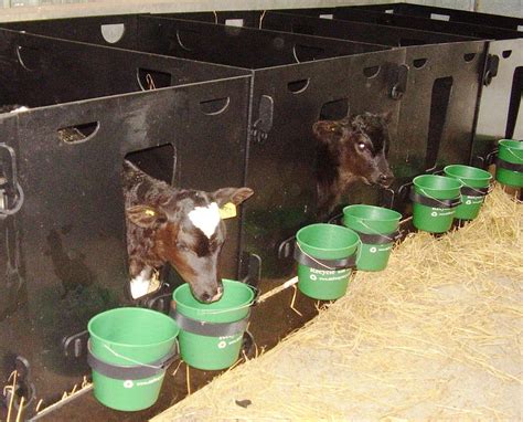 Indoor Calf Pens | Solway Recycling Products for Farmers