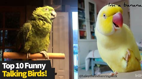 Top 10 Funniest Talking Birds, These Are Hilarious!