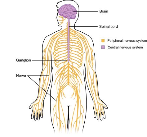 Functions and channels of the nervous system – Basic Human Physiology