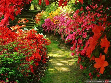 Red Rose Garden Wallpapers - Wallpaper Cave