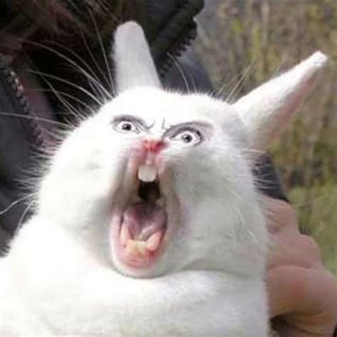 Screaming Rabbit meme : r/MemeRestoration