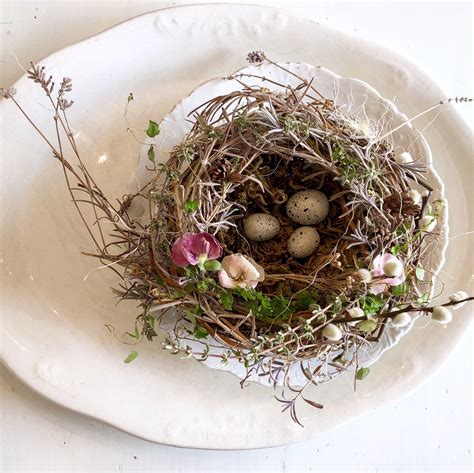 Wild Baby Bird Nest Diy - unique rare bird