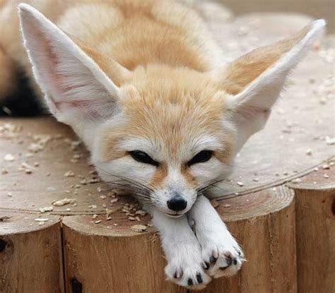 Fennec fox - Wikipedia