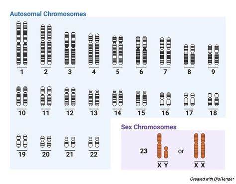 Autosomes: Definition, Facts, and Example I Research Tweet