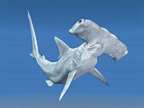 Hammerhead Shark Attack Stock Photos, Pictures & Royalty-Free Images - iStock