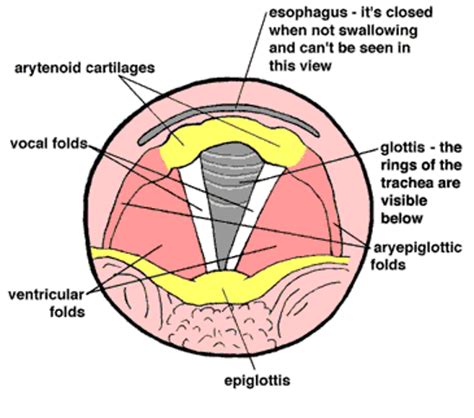 Vocal Cords Anatomy