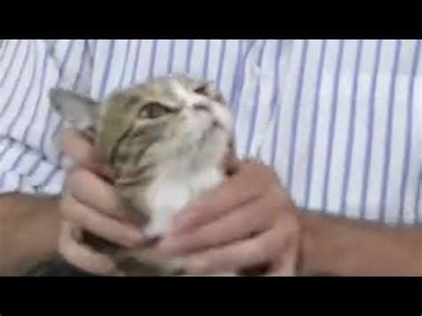 SQUISH THAT CAT : r/videos