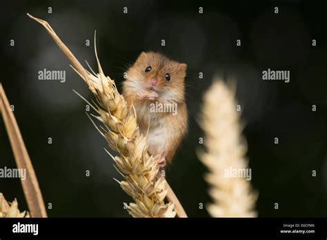 Harvest mouse eating hi-res stock photography and images - Alamy