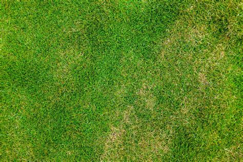 Seven Free Grass Textures or Lawn Background Images | www ...